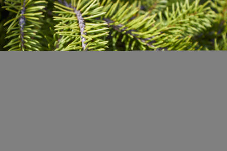 Prickly branches of pine or spruce, fir. Fluffy green coniferous branch close-up on background....