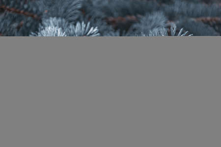 Prickly branches of pine or spruce, fir. Fluffy vibrant gray coniferous branch close-up on a dark background. Floral background for design, social networks. Horizontal photo.の写真素材