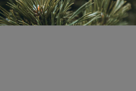 Fluffy prickly pine branches. Fluffy dark green coniferous branch close-up on a dark background. Long pine needles. Floral background for design, social networks. Horizontal photo.の写真素材