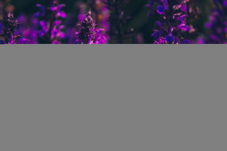 Pollination of long bright purple flowers of oakwood sage. The honey bee pollinates bright purple flowers. Blooming sage. Horizontal floral background for design, social networks.の写真素材