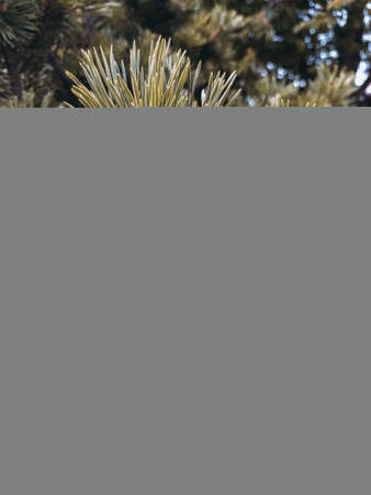 Prickly pine branches. Brown fluffy coniferous branch close-up. Sepia shade photo. Dark floral background for design, social networks. Vertical Photoの写真素材