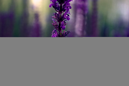 Blooming sage close up. One long bright purple-blue flowers of oakwood sage. Summer floral background with a selective focus for design, social networks. Horizontal photo.の写真素材