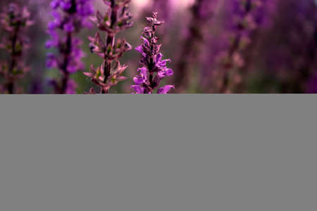 Long bright purple flowers of oakwood sage. Blooming sage close up. Summer floral background with a selective focus for design, social networks. Horizontal photo.の写真素材