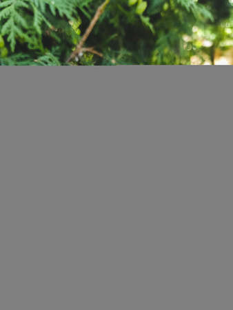 There are many small cones on the green thuja of the west. Sunlight illuminates the branch of white cedar from behind. Coniferous evergreen plant with seeds. Floral background for the design.の写真素材