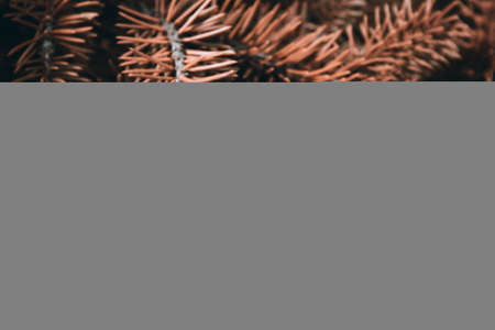Prickly branches of pine or spruce, fir. Fluffy brown coniferous branch close-up on background. Sepia floral background for design, social networks. Horizontal photo.の写真素材