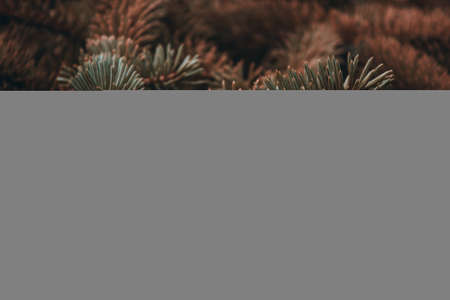 Prickly branches of pine or spruce, fir. Fluffy brown coniferous branch close-up on a dark background. Sepia floral background for design, social networks. Horizontal photo.の写真素材