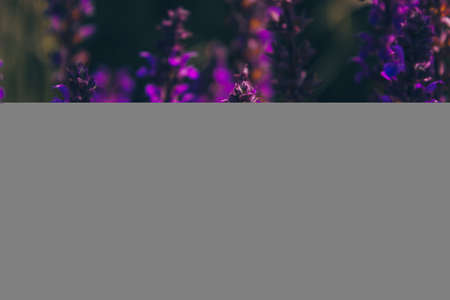 Blooming sage. Pollination of long bright purple flowers of oakwood sage. The honey bee pollinates bright purple flowers. Floral background for design, social networks. Horizontal photo.の写真素材