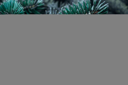 Prickly branches of pine or spruce, fir. Fluffy vibrant blue-green coniferous branch close-up on a dark background. Floral background for design, social networks. Horizontal photo.の写真素材