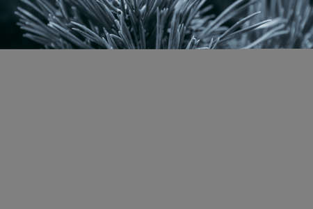 Fluffy prickly pine branches. Fluffy blue coniferous branch close-up on a dark background. Long pine needles. Floral background for design; social networks. Horizontal photo.の写真素材