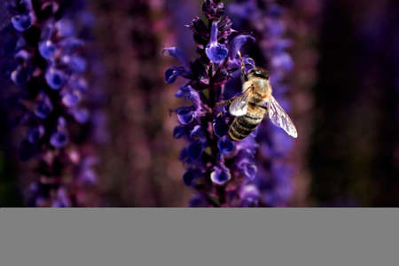 Blooming sage. Pollination of bright purple-blue flowers of oakwood sage. The honey bee pollinates...