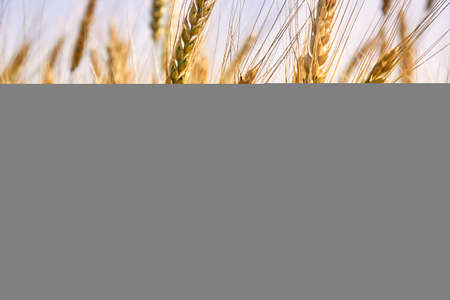 Spiking golden ears of wheat close-up on the background of a golden field. The theme of agriculture, a rich harvest, farming. Background of ripening ears of wheat field and sunlight. Crops field. Selective focus.の写真素材