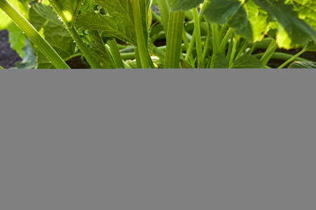 Zucchini plant. Zucchini with flower and fruit in farm. Green vegetable marrow growing on bush....