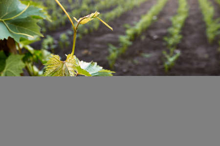 A young branch of grapes on the farm. Young sprouts, tendrils of grapes grow against the background of vegetable beds of the farm. The theme of gardening, farming, a rich harvest, organic products, care of fruits. Horizontal summer background.の写真素材