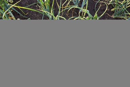 Green garlic planted in rows in the countryside. Smooth rows of growing young garlic in the garden....