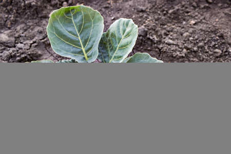 The growth of seedlings of white cabbage on Chernozem, growing in vegetable farm. White cabbage bushes on the black ground. Young cabbage seedlings. Close-up top view. Farming, cultivation, agriculture, rich harvest, organic products and care of vegetables concept.の写真素材