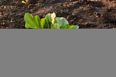 Green eggplant sprout. Young eggplant seedlings on the vegetable bed in the farm. Growing eggplant...