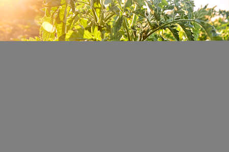 Young tomato plant a sunny day. Rows of growing tomato seedlings in the spring in the farm. Young tomato bushes on a vegetable garden. The theme of gardening, farming, a rich harvest, organic products. Horizontal photo.の写真素材