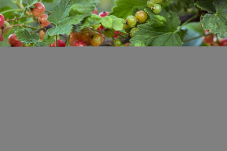 Small red-green berries of red currant are spun on a branch on a summer day in the garden. Red...