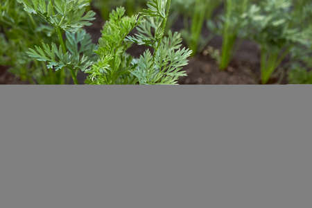 Beds of growing young carrots close up. Carrot seedlings on the farm. Fluffy young carrot tops in...