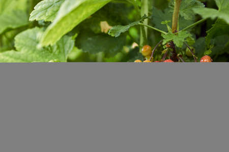 Bunches of ripening red currant berries. Small red-green berries of red currant are spun on a branch...