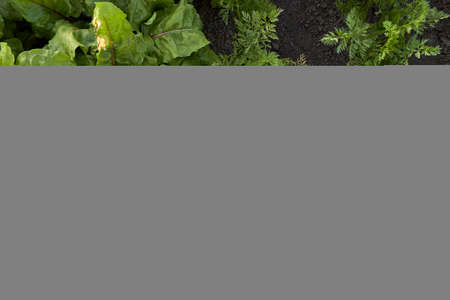 Beds with carrots and beets. Top view of the growing green bushes of vegetables. The land cracked by...