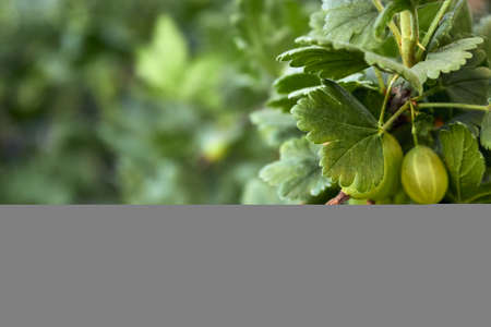 Green fresh gooseberry berries are spiced on a branch on a summer day in the garden. Close up view of the organic gooseberry berry hangs on a branch under the leaves. Space for the text on the right. of background The theme of gardening, farming, a rich harvest, organic products. Horizontal photo.の写真素材