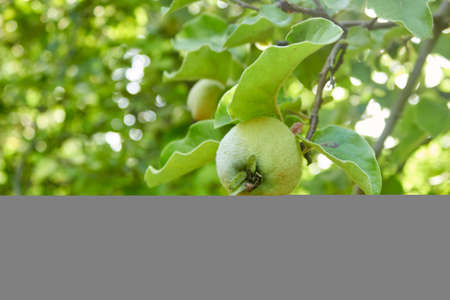 A small ripening green quince on a tree branch. The unripe crop is growing. A shaggy apple on a green tree. Selective focus. The theme of gardening, fruit growing, a rich harvest. Horizontal photo, copyspace.の写真素材