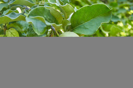 A ripening green quince on a tree branch. The unripe crop is growing. A shaggy apple on a green tree. Selective focus. The theme of gardening, fruit growing, a rich harvest. Horizontal photo.の写真素材