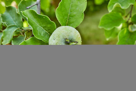 A small ripening green quince on a tree branch. The unripe crop is growing. A shaggy apple on a green tree close up. Selective focus. The theme of gardening, fruit growing, a rich harvest. Horizontal photo.の写真素材
