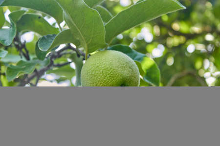 A ripening green quince on a tree branch. The unripe crop is growing. A shaggy apple on a green tree close up. Selective focus. The theme of gardening, fruit growing, a rich harvest. Horizontal photo.の写真素材