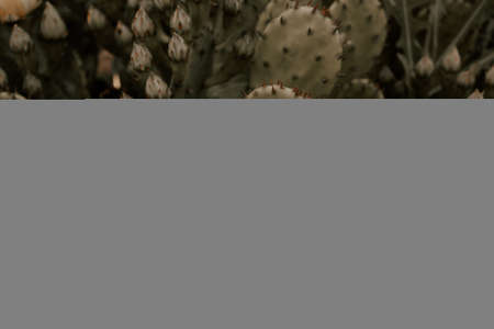 Yellow cactus flower close-up. A blooming succulent. Unopened buds on a large cactus. Dark sepia processing of horizontal photos. Background for the design. Space for the text.の写真素材