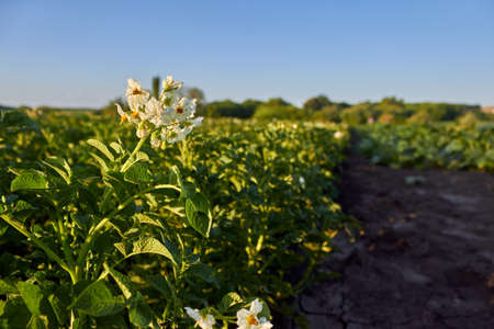 Potato field. Rows of growing young potatoes in the garden. Potato bushes blooming with white flowers on a vegetable bed. The theme of gardening, farming, a rich harvest, organic products. Horizontal photo.の写真素材