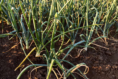 Green garlic planted in rows in the countryside in the springtime. Smooth rows of growing young...