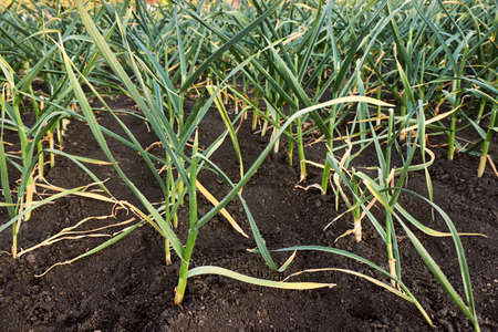 Green young garlic planted in rows in the garden in the countryside. Smooth rows of growing young garlic in the spring in the garden. Rows of garlic seedlings with yellowed tips. The theme of gardening, farming, a rich harvest, organic products. Horizontal photo.の写真素材