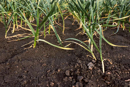 Green young garlic planted in rows in the countryside in the springtime. Smooth rows of growing young garlic in the garden. Rows of garlic seedlings with yellowed tips. The theme of gardening, farming, a rich harvest, organic products. Horizontal photo.の写真素材