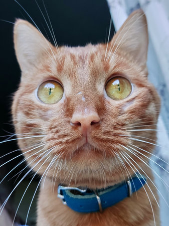 The muzzle of a red striped cat in a blue collar is close-up. The interested look of a pet. Narrow...