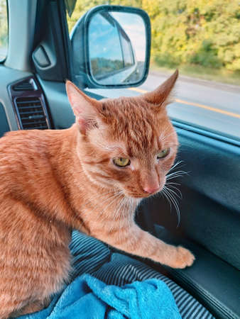 Traveling by car with pets. A car ride with a red cat. The red cat is worried. A red striped cat...