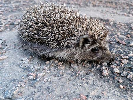 A hedgehog runs along the road. Hedgehog on the asphalt. Natural background. Fauna, wild animals,...