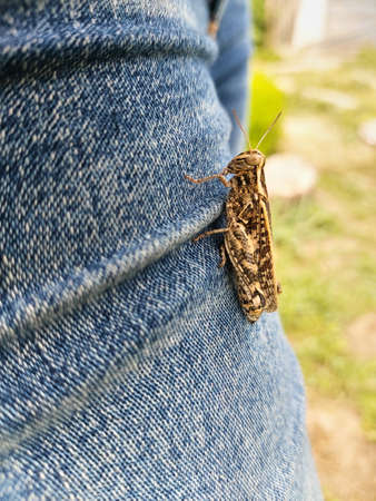 Grasshopper close-up, side view. An insect is sitting on the leg of a man in blue jeans. Vertical macro photo.の写真素材