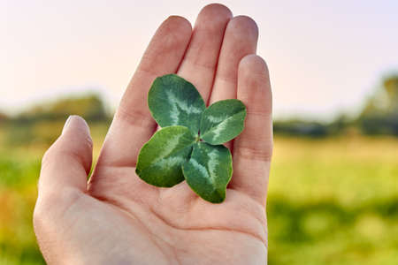 The concept of fortune and luck. A woman holds a rare lucky four-leaf clover in the palm of her hand against the background of nature.の写真素材