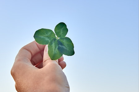 The hand holds a happy four-leaf clover against a clear blue sky. Clover petals of different sizes....
