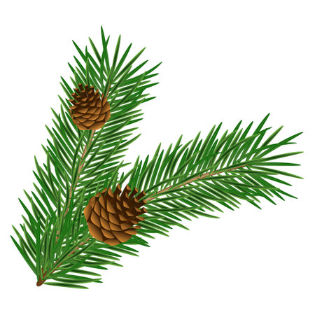 A sprig of evergreen pine with cones. Realistic illustration of a spruce branch with cones on a white background.のイラスト素材