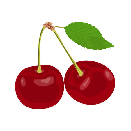 Pair of cherries with stems and leaf isolated on white background. Ripe red cherries with a green...