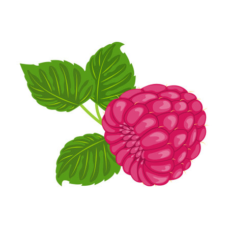 Fresh ripe red raspberries with green leaves on a white background close-up. Organic garden or forest berry. Sweet natural dessert.のイラスト素材