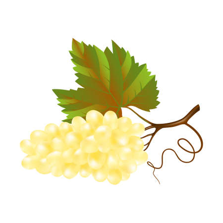 A bunch of wine white grapes with a leaf on a white background. 3d vector realistic illustration. Icon for decoration design.のイラスト素材