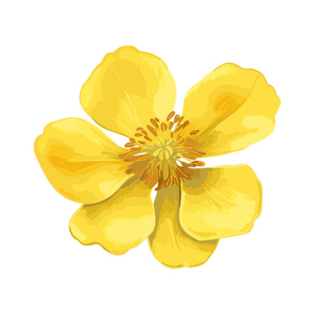 Blooming watercolor yellow flower. Yellow spring flower head isolated. floral watercolor. Design element for wedding cards, invitations, greeting posters. vector botanical illustration.のイラスト素材
