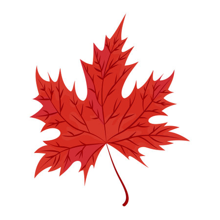 Red autumn maple leaf. Isolated Canadian maple leaf symbol. Cartoon style. Vector botanical forest icon.のイラスト素材