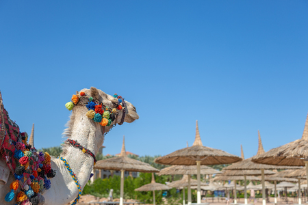 Camel resting on the beach of Egypt. Coast Sharm Fir Sheikhの写真素材