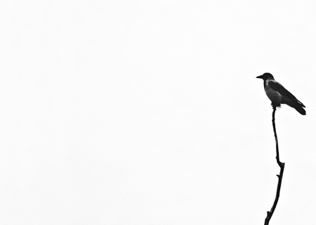 Magpie bird standing on a isolated branch.の写真素材