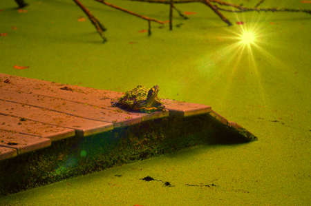 Turtle wishing on a starの写真素材